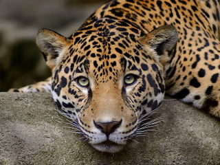 Illustration for article titled Caturday - Panthera pardus Edition